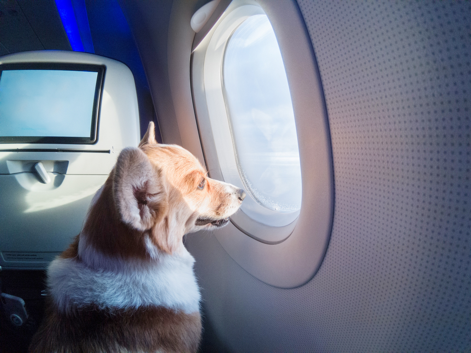 Uçakta Evcil Hayvan Taşımak İçin Bilmeniz Gerekenler - Boarding Info